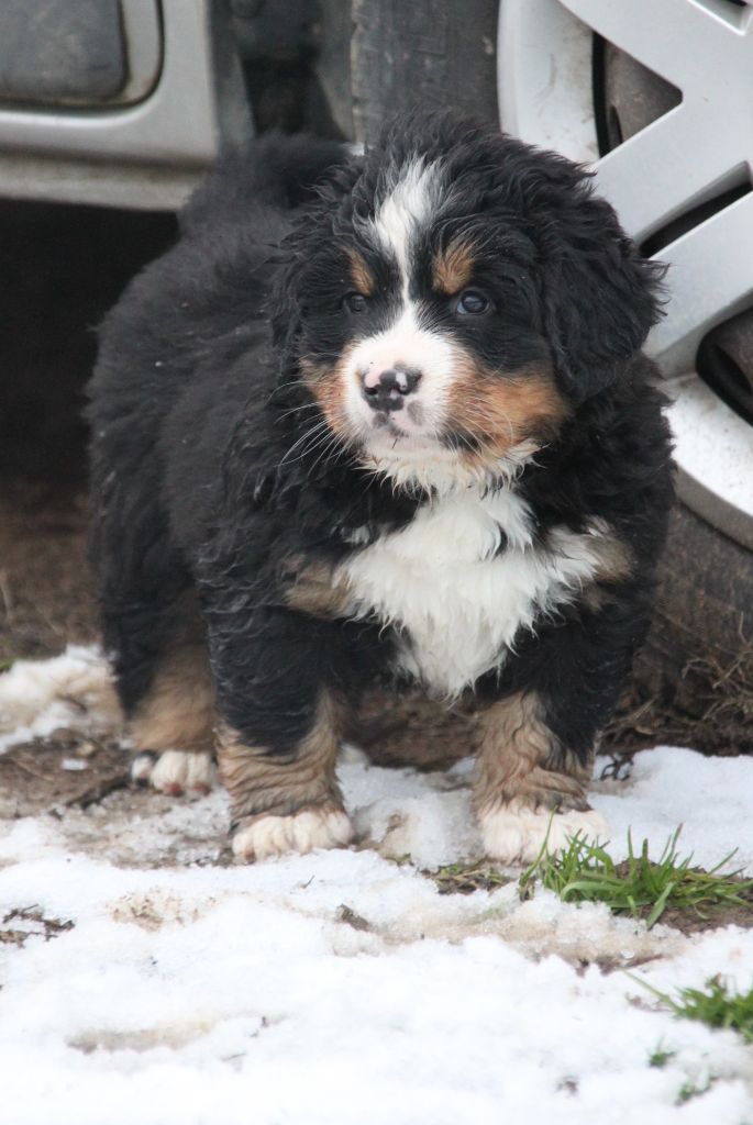 de la Lumière d'Eden - Bouvier Bernois - Portée née le 31/10/2022