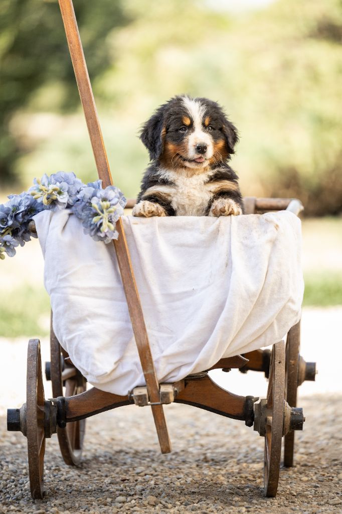 de la Lumière d'Eden - Chiots disponibles - Bouvier Bernois
