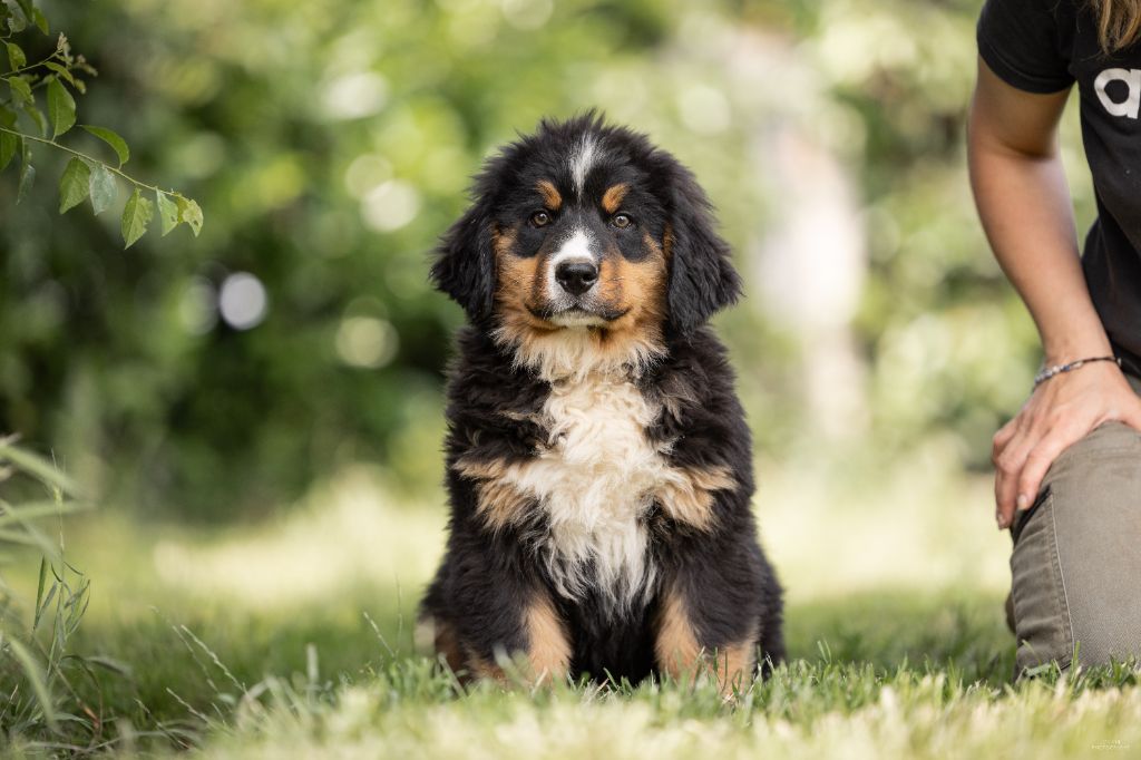 de la Lumière d'Eden - Chiots disponibles - Bouvier Bernois