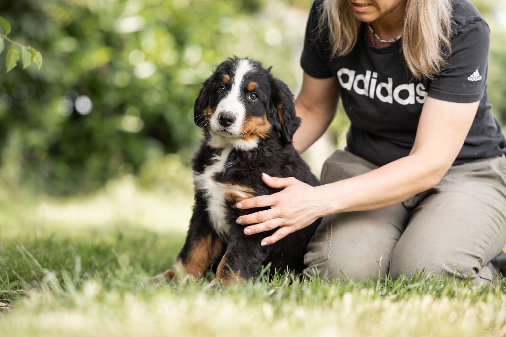 de la Lumière d'Eden - Chiots disponibles - Bouvier Bernois