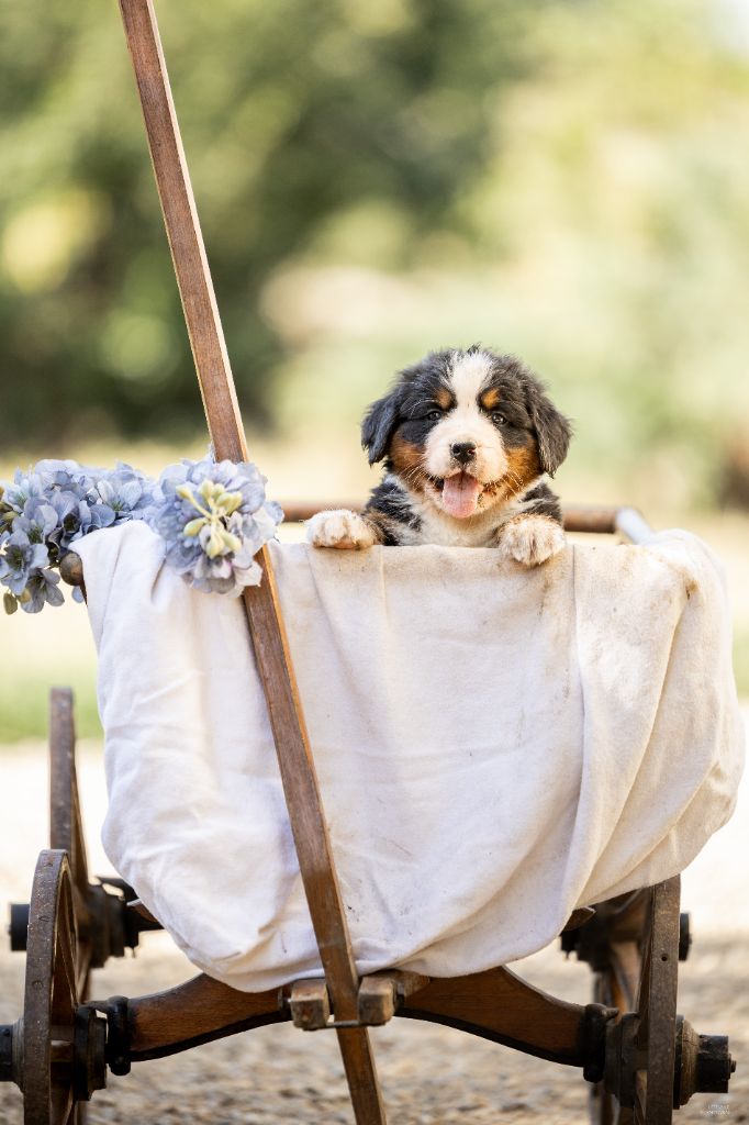 de la Lumière d'Eden - Chiots disponibles - Bouvier Bernois