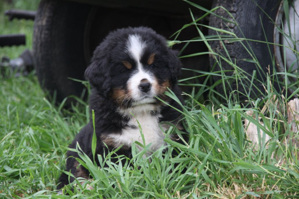 de la Lumière d'Eden - Bouvier Bernois - Portée née le 23/04/2021