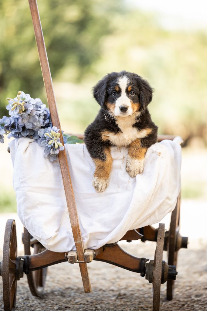 de la Lumière d'Eden - Chiots disponibles - Bouvier Bernois