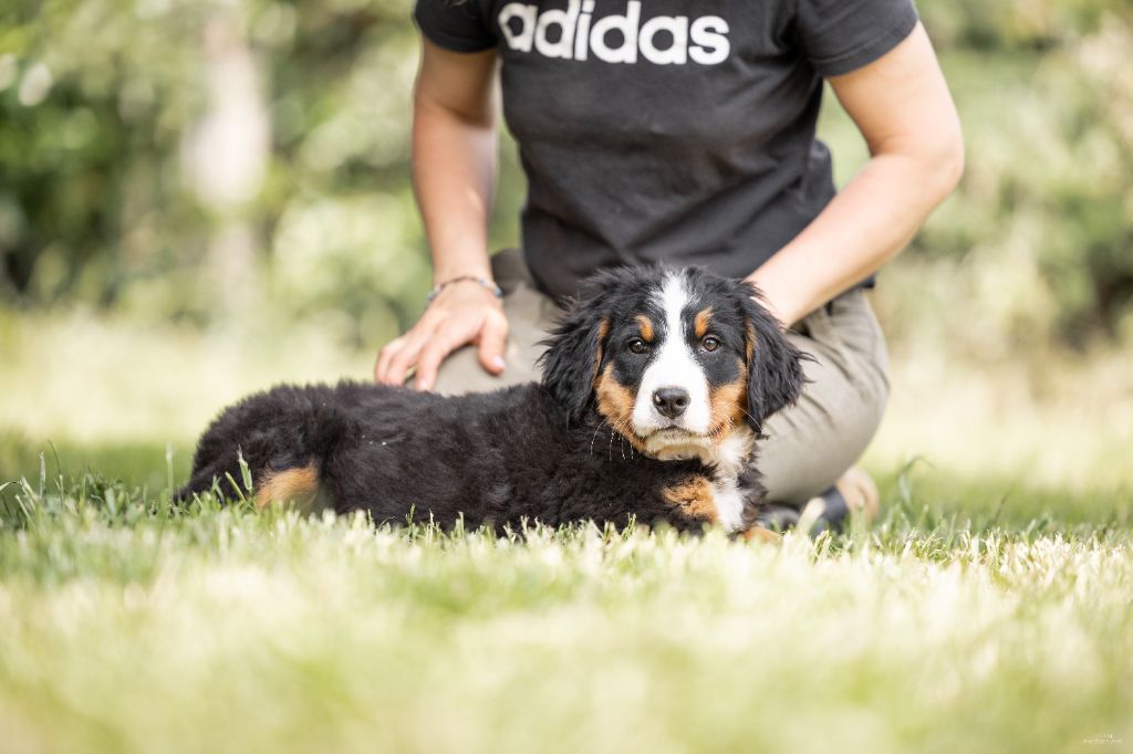 de la Lumière d'Eden - Chiots disponibles - Bouvier Bernois