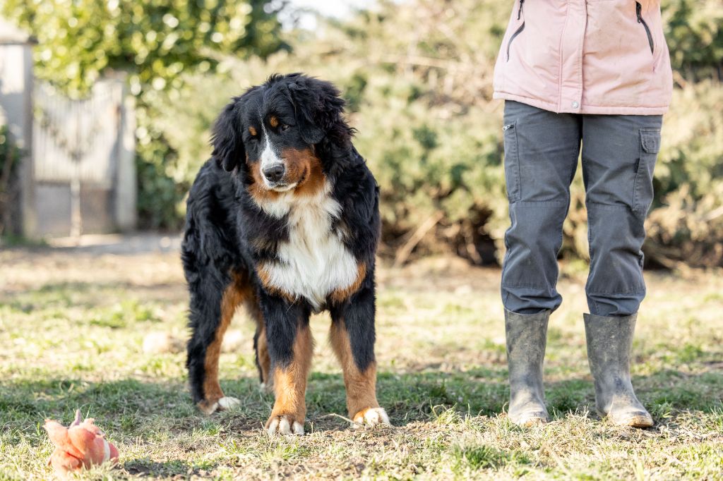 de la Lumière d'Eden - Chiots disponibles - Bouvier Bernois