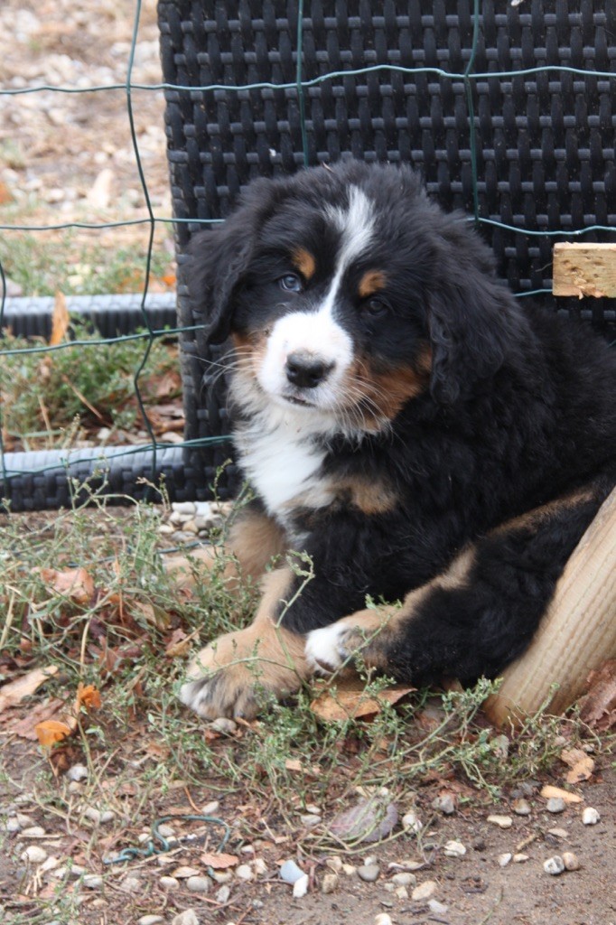 de la Lumière d'Eden - Bouvier Bernois - Portée née le 03/08/2020