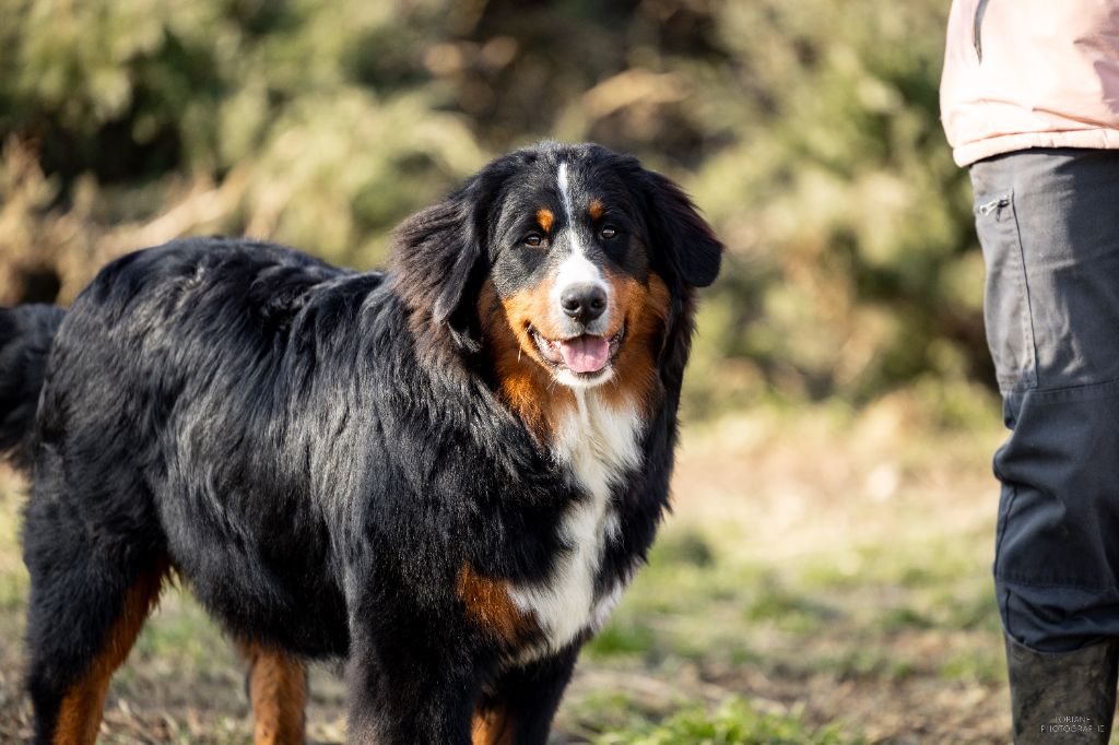 de la Lumière d'Eden - Chiots disponibles - Bouvier Bernois