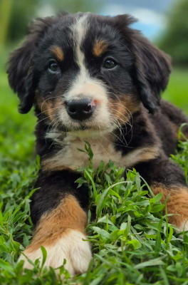 Chiot Marron