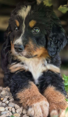 Chiot Vert