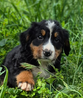Chiot Jaune
