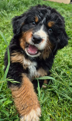 Chiot Violette