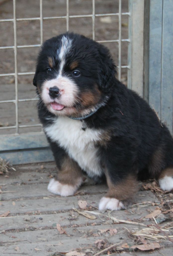 de la Lumière d'Eden - Bouvier Bernois - Portée née le 15/07/2023