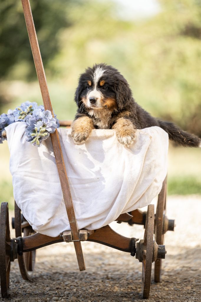 de la Lumière d'Eden - Chiots disponibles - Bouvier Bernois