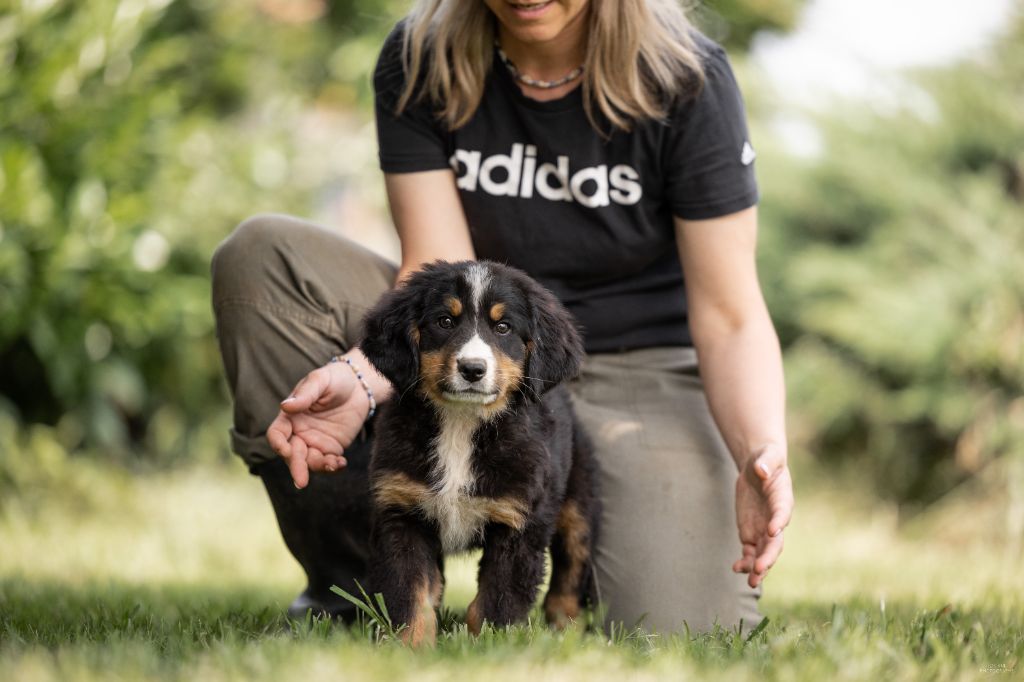 de la Lumière d'Eden - Chiots disponibles - Bouvier Bernois