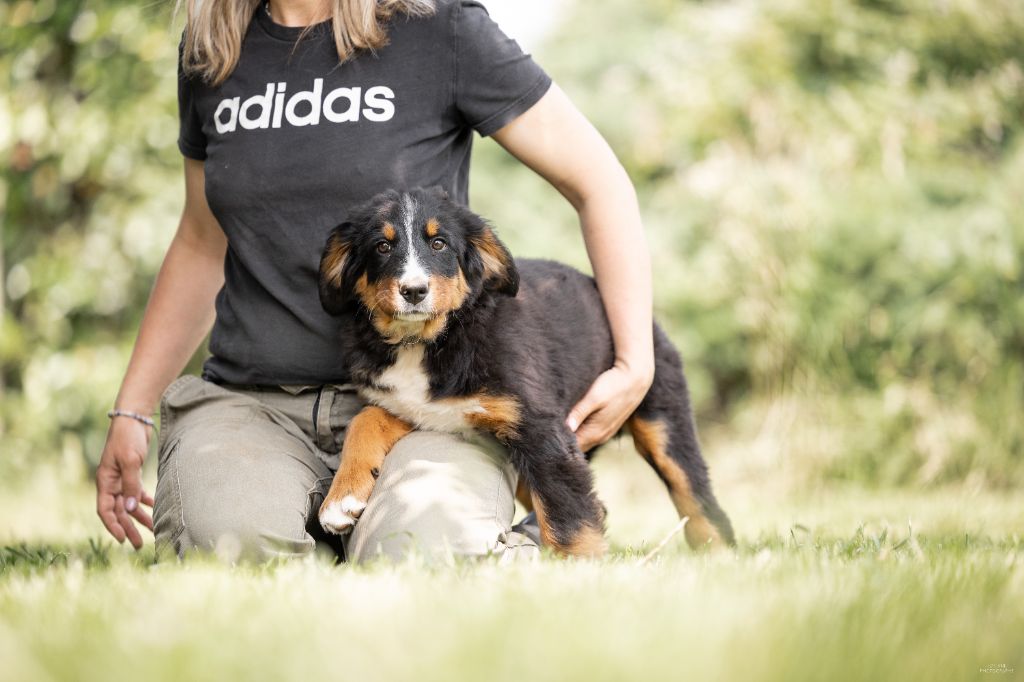 de la Lumière d'Eden - Chiots disponibles - Bouvier Bernois