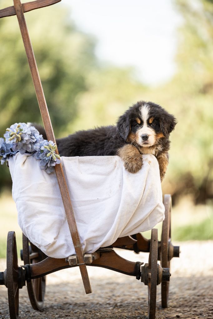 de la Lumière d'Eden - Chiots disponibles - Bouvier Bernois