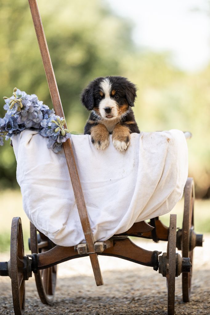 de la Lumière d'Eden - Chiots disponibles - Bouvier Bernois