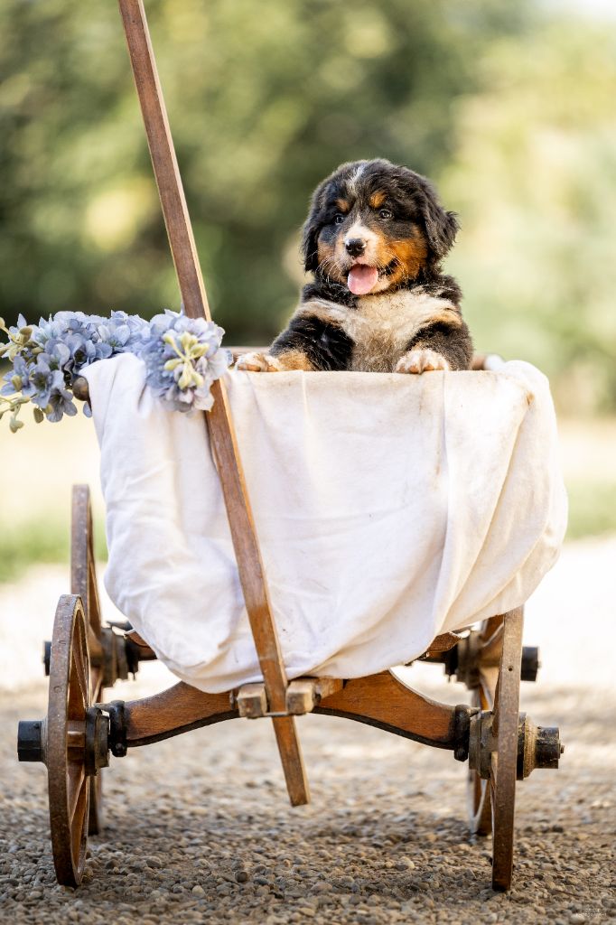 de la Lumière d'Eden - Chiots disponibles - Bouvier Bernois