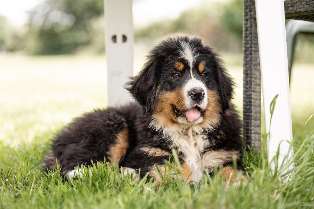 de la Lumière d'Eden - Chiots disponibles - Bouvier Bernois