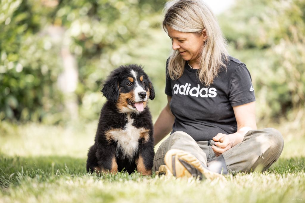 de la Lumière d'Eden - Chiots disponibles - Bouvier Bernois
